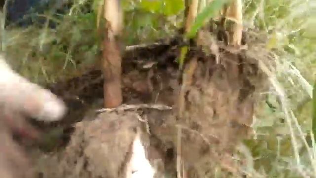 How to Collect and Grow Sugarcane.