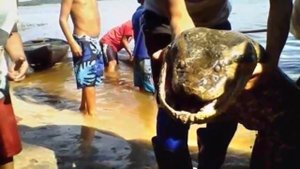 Змей в большой анаконде в бассейне Амазонки