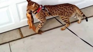 Кот поймал белку