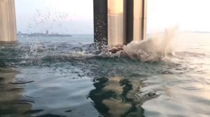 Дельфин, Баттерфляй, Баттерфлай, среди пловцов просто Флай (англ. butterfly)