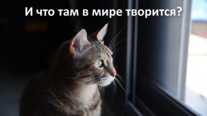 Коты и кошки в обычной жизни. Наше очарование