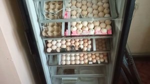 Совместная инкубация индюков бройлеров и несушек #1