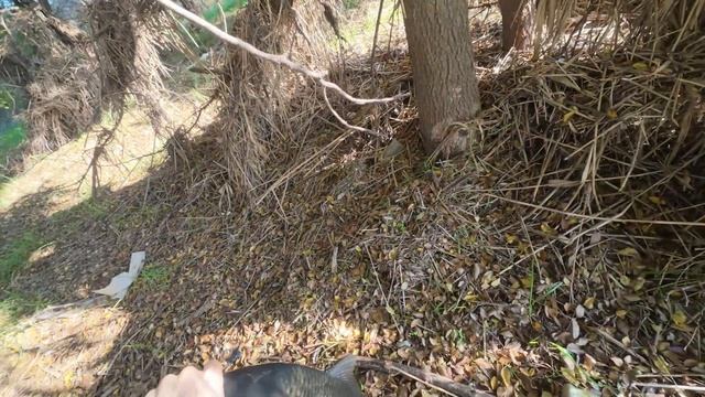 осенний выход на сазана смотреть онлайн