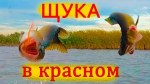 Щука в трех очковом исполнении