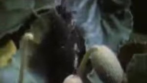 Бешеный огурец в бешенстве