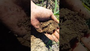 Как сохранить влагу в почве? должна быть органика