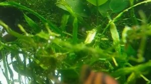 Пузыряют растения в аквариуме