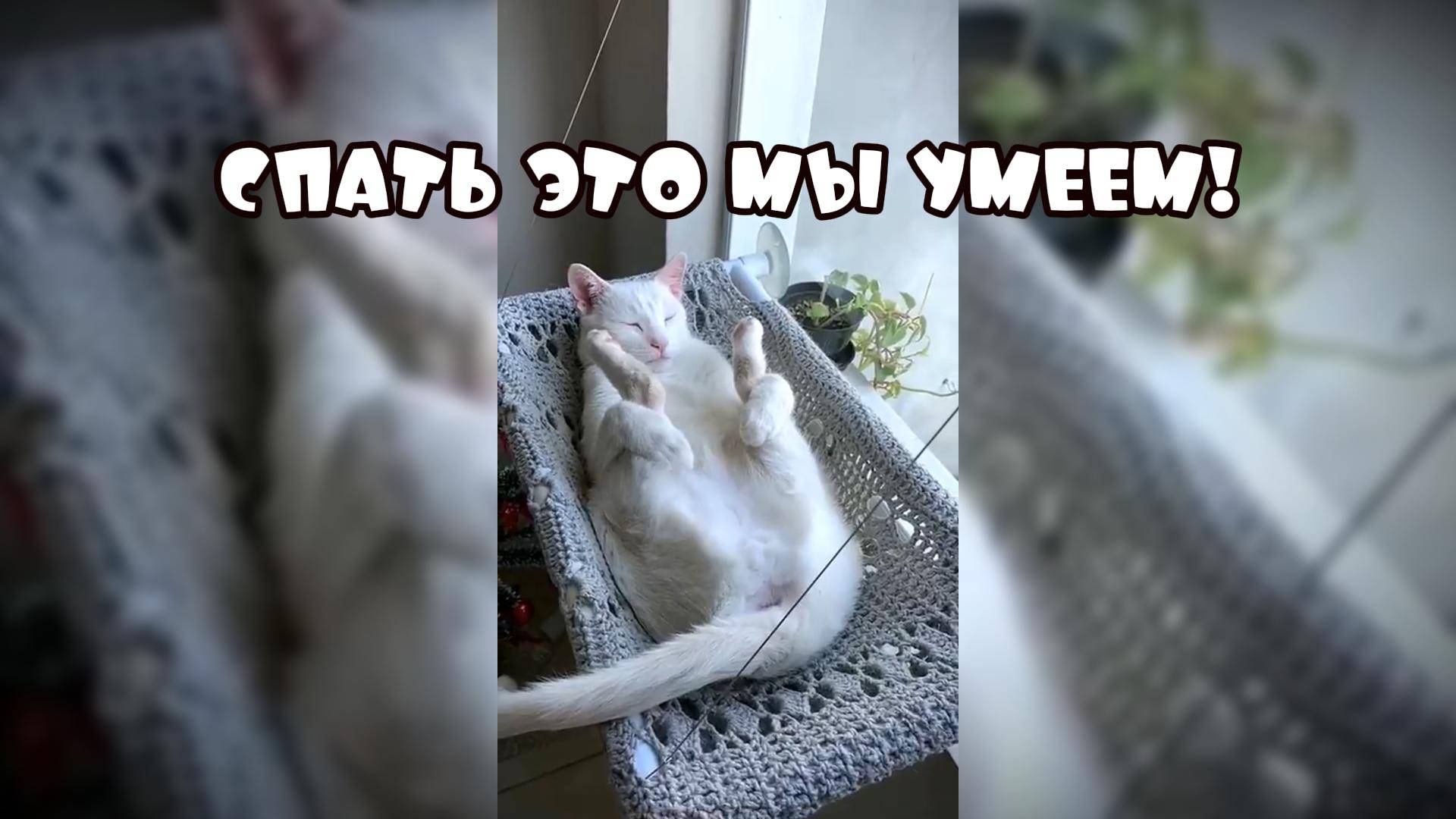 Спать-это мы умеем #смешныекоты