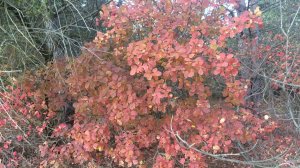 Осенние зарисовки