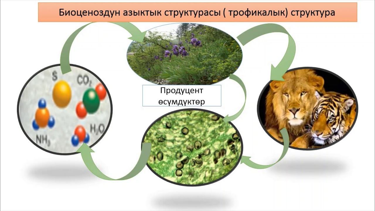 Биоценоздун структурасы анын бүтүндүүлүгү.9-класс . Шерматова Гүлайым Кубанычбековна