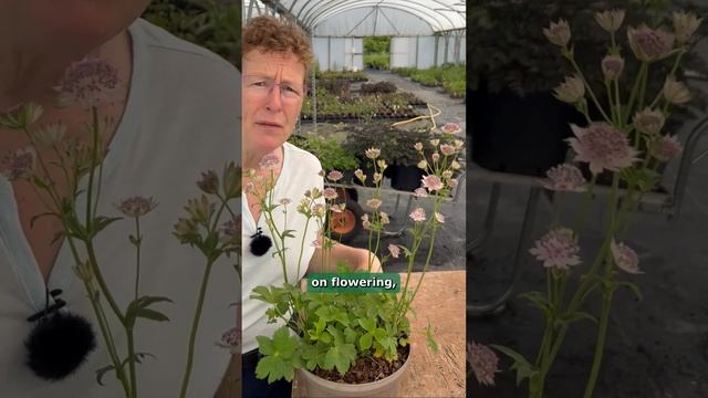 Astrantia 'Buckland' - Pink Pin-Cushion Flowers смотреть онлайн