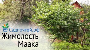 Жимолость Маака - волшебное цветение и фантастическая окраска осенью