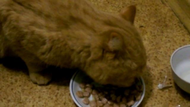 Вася кушает смотреть онлайн