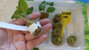 Черенкование в пробках! Для чего хороши, а для чего лучше торфяные взять.