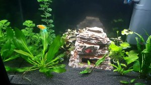 Фотосинтез Эхинодоруса Блехера