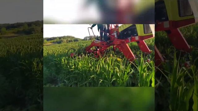 Кастратор. Гібридна кукурудза. Ділянки гібридизації. Насіння кукурудзи. ТОВ Еліта.