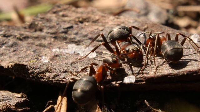Лесные муравьи 4К смотреть онлайн