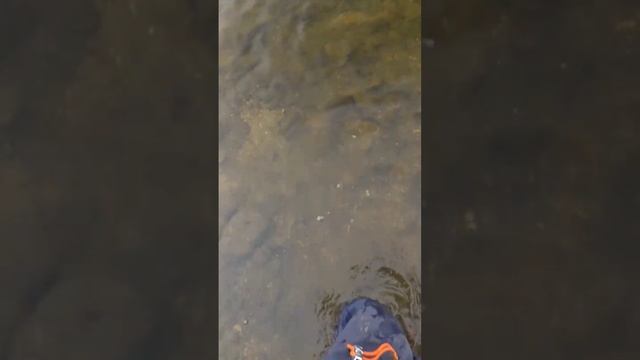 охота в туман #рыбалкасрогаткой #охотанарогатку #охотасрогаткой #slingshotfishing #втренде #топ100 смотреть онлайн