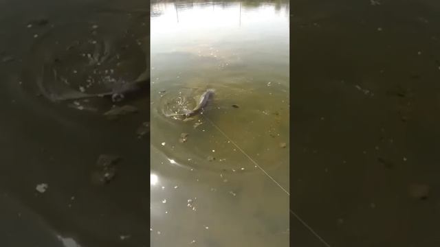 сазан #slingshotfishing #охотанарогатку #сазан #рыбалкасрогаткой #охота смотреть онлайн