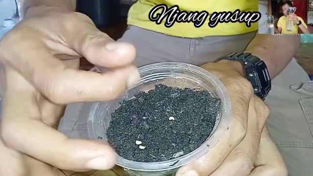 Manfaat Cairan Infus Untuk Tanaman Cabe
