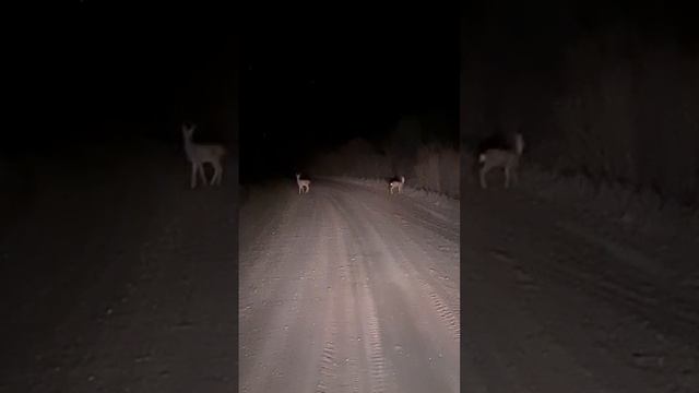 Косули в Амурской области