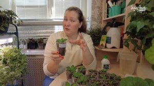 Эта простая подкормка рассады Гуматом Калия «Суфлер» даст растениям крепкие корни и мощный рост