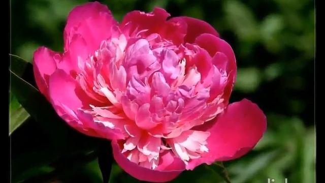 Залина хизриева, поэтический клип, превращение