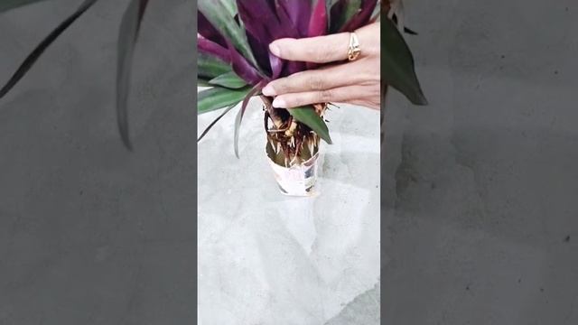 Recycle Horlicks bottle into beautiful Boat Lily plants