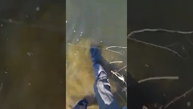 сазанище))) #slingshotfishing #охотанарогатку #сазан #рыбалкасрогаткой #dartfishing #bowfishing смотреть онлайн