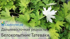 Белокопытник Татеваки, Petasites tatewakianus - редкий дальневосточный многолетник #садпочтой