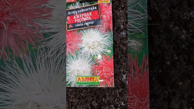 Пора сеять Астры под зиму!