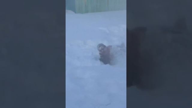 Холодный пар на снегу.