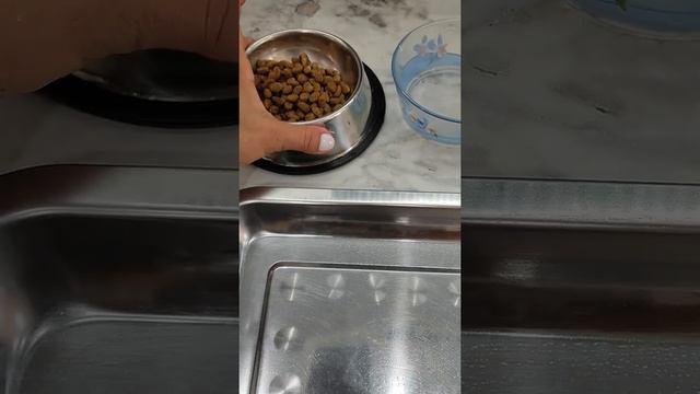 Чистая миска, свежая вода-здоровье кота!