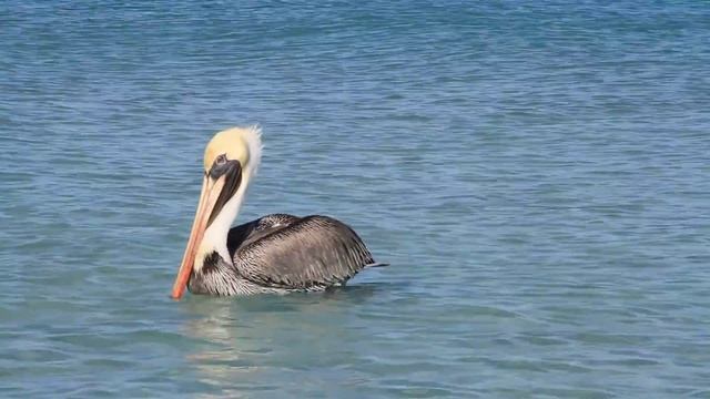 Куба, пеликан смотреть онлайн