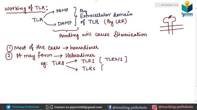 Immunology: Toll Like Receptor (TLR) | Lecture-13