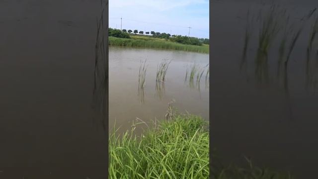 пеленгас исполняет свечку) #slingshotfishing #рыбалкасрогаткой #охотанарогатку#чингу#chingu#пеленгас смотреть онлайн