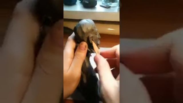 Урок для 5 класса смотреть онлайн