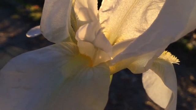 Iris flower in Faralya, Turkey. January 2018. Faralya Botanica Guest House смотреть онлайн