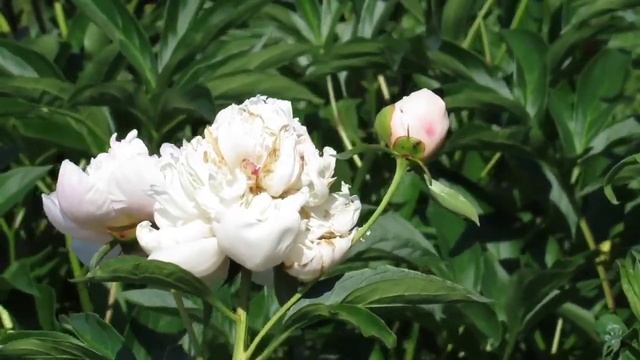 🧘♀️🍀🧘♂️For studying nature.calm music binaural beats.spa.🧘♀️🧘♂️🍀