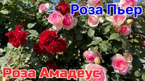 Розы Пьет и Амадеус #роза #пьер  #амадеус