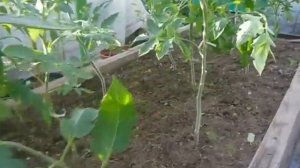 5 июня,пасынкую томаты,финиш