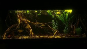 South American biotope aquarium [Rio 400] *Blackwater* #4