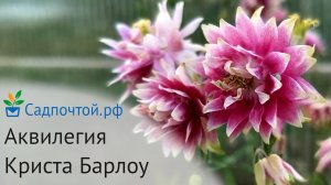 Аквилегия "Криста Барлоу", Aquilegia vulgaris "Christa Barlow" обильно цветет, зимостойка