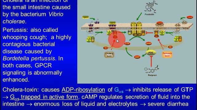 Hormone Receptors