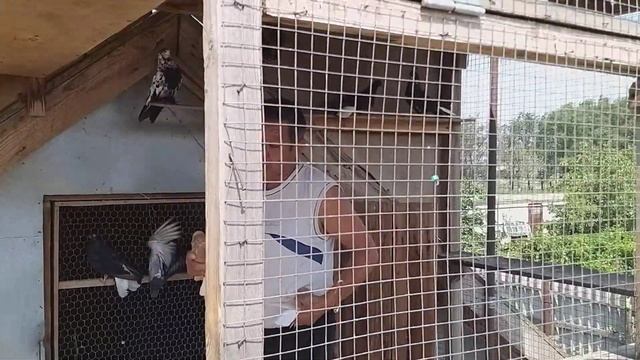 Николаевские голуби Тулегена в Астрахани(с Зензели) Молодняк.