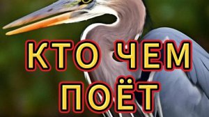 КТО ЧЕМ ПОЁТ / АУДИОКНИГА ДЛЯ ДЕТЕЙ / короткие рассказы для детей