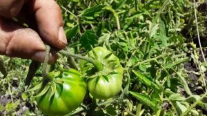 Расщепление на томате.