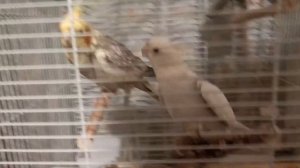 Самец кореллы поет самке. Cockatiel sings