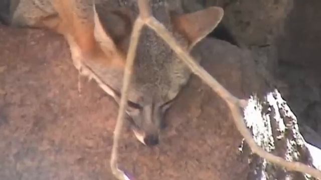 EL PINACATE, Sonora. Mexico смотреть онлайн