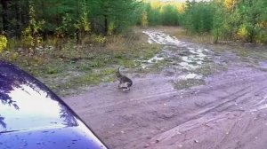 А зайка то маленький .Русские гончие Аргон и Лайма вл. Шатров В.А.#охотасгончей